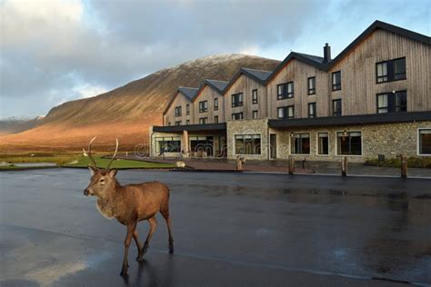 Newly Refurbished Kingshouse Hotel in Glencoe with Red Stag in Foreground Editorial Image ...