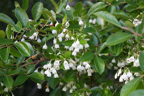 wild huckleberry bush | wild huckleberry bushes all over the… | Flickr