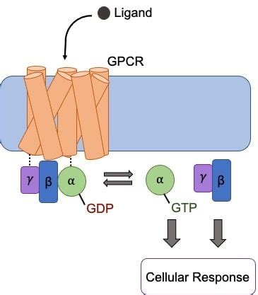 GPCRs: How Do They Work and How Do We Study Them?