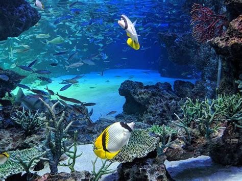 Top 3 Things to Do in Sunshine Aquarium Tokyo