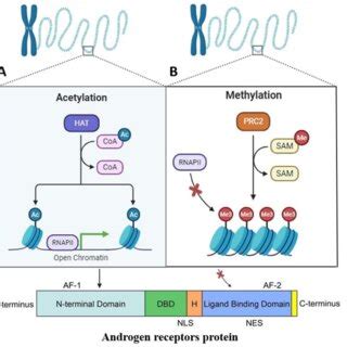 Histone methylation and acetylation mechanism. the acetylation of ...