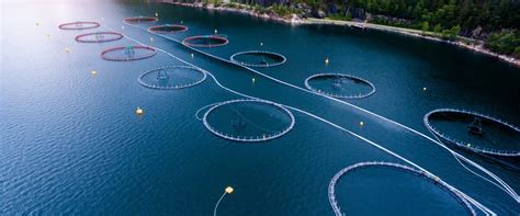 The Environmental Impact of Salmon Farming