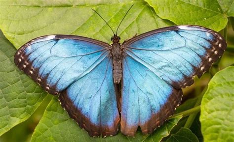 Blue Morpho Butterfly– Facts, Size, Habitat, Pictures