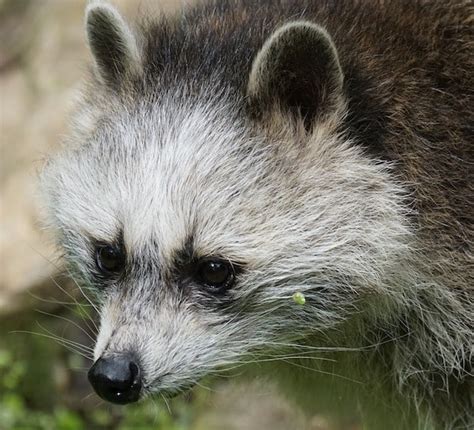 Piebald Raccoon and What they look like? - Albino Dino