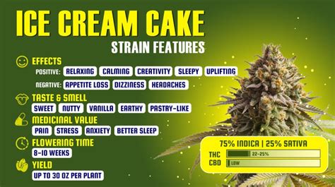 Ice Cream Cake Strain - Dagga Seeds