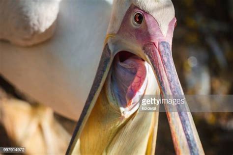 136 Pelican Beak Open Stock Photos, High-Res Pictures, and Images - Getty Images