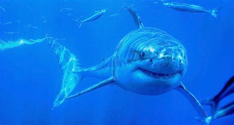 300 million-year-old giant shark swam the Texas seas