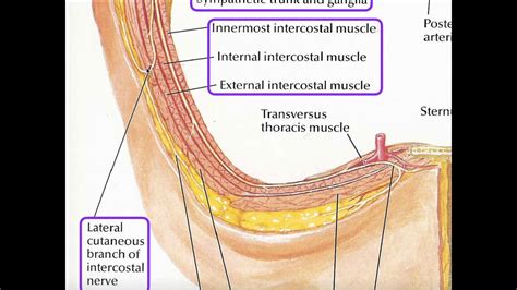 Intercostal Nerve Anatomy