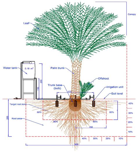 Understanding the Intricacies of Palm Tree Root System: A Detailed Diagram Explained