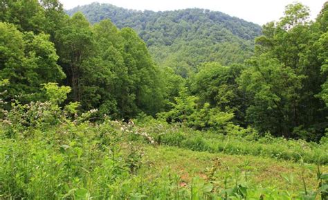 Farming in the Forest: A Chance to Reverse 1,000 Years of Destructive Land-Use Practices