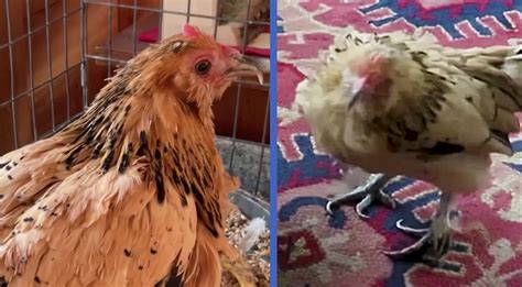 Meet The World's Oldest Chicken...She's 20 Years Old!