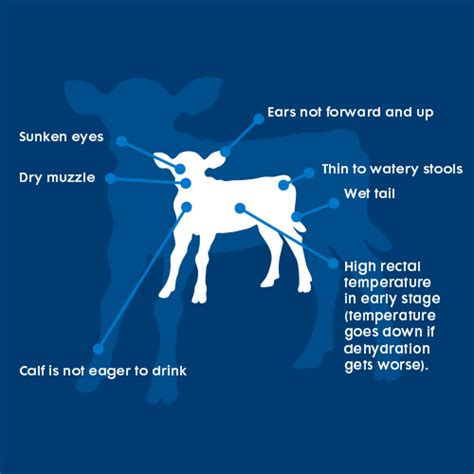 Calf scours causes, symptoms & treatment | Farm-O-San