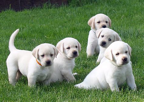 English Lab Puppies