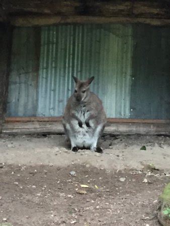 Erlebnis Zoo Hannover (Germany): Top Tips Before You Go (with Photos ...