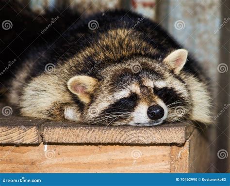 288 Sleeping Raccoon Photos - Free & Royalty-Free Stock Photos from Dreamstime