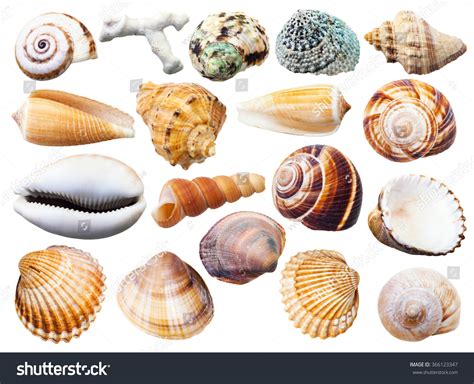 2,634,726 Shell Out Images, Stock Photos & Vectors | Shutterstock