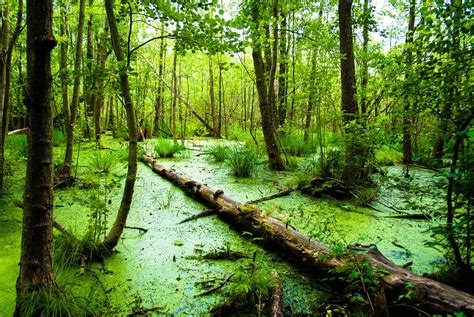 Methane Emissions: The Effects of Wetland and Biogenic Emissions on the ...