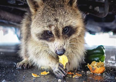 Raccoon Diet | Outdoor Pests