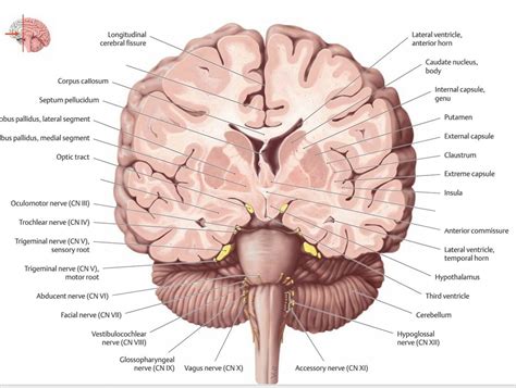 Gross Brain Anatomy 2 Diagram | Quizlet