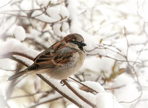 Winter Sparrow Photograph by Phyllis Taylor - Fine Art America