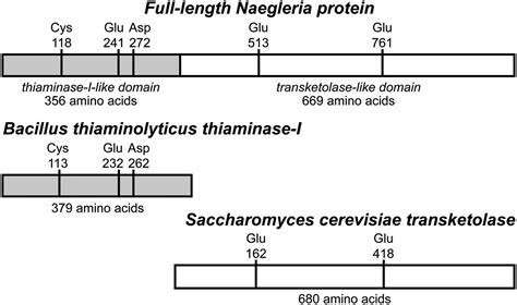 Structure of a eukaryotic thiaminase I | PNAS