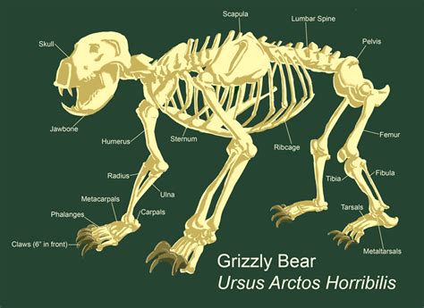 Grizzly Bear Skeleton by shionyr on DeviantArt