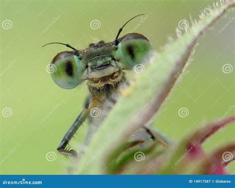 Green dragonfly stock image. Image of insect, animal - 14917587