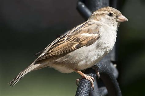 Types of Sparrows