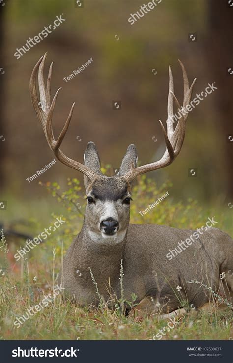 Mule Deer Buck With Huge Antlers, Bedded Down In Wild Grasses Stock ...