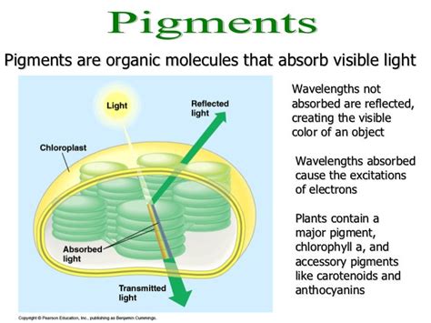 Photosynthesis