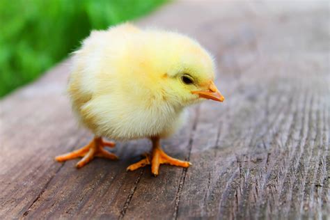 Adorable Chick Free Stock Photo - Public Domain Pictures