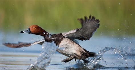 Western drought disrupts Nevada duck migration