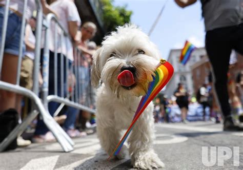 Photo: 2023 Pride Parade in New York City - NYP20230625701 - UPI.com