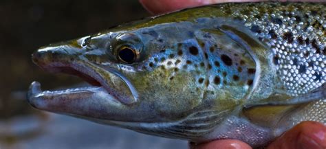 Land-locked Salmon | Vermont Fish & Wildlife Department