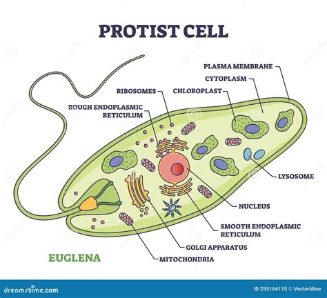 Inside The Endoplasmic Reticulum: A Vivid 4K View Of A Highly Detailed ...