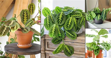 16 Most Beautiful Types of Prayer Plants | Best Maranta Varieties