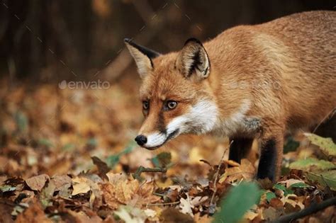 Fox on autumn forest | Autumn forest, Forest photos, Creative infographic