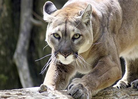 Cougar (Puma) – the largest meowing cat | DinoAnimals.com