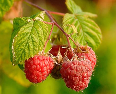 File:Raspberries (Rubus Idaeus).jpg