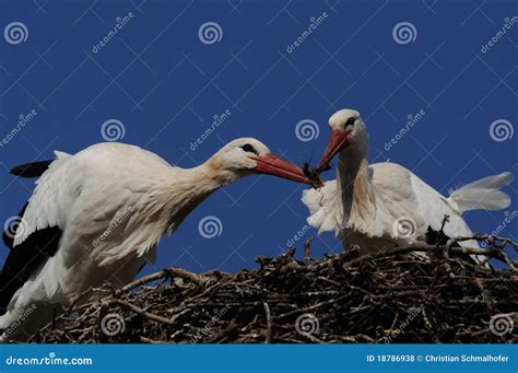 Nest Building by Stork stock photo. Image of eyes, animalia - 18786938