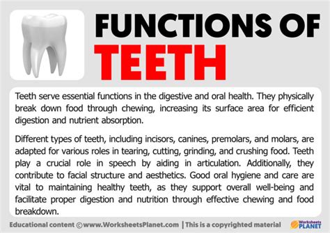 Functions of Teeth