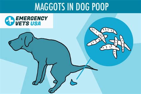 Maggots In Dog Poop - What Does This Mean? View Real Pictures