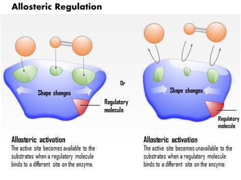 0614 Allosteric Regulation Medical Images For PowerPoint | PowerPoint ...