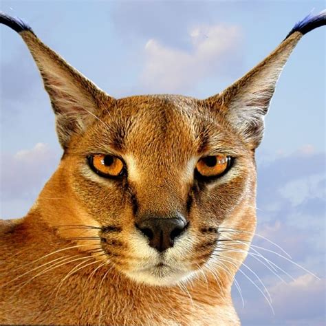 Caracal Cat