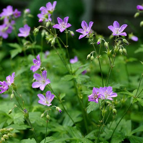 Spotted crane's-bill, Geranium maculatum, Bee-pollinated, Maine native ...