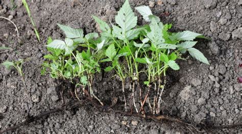 How Do You Control Plants that Spread by Rhizomes?