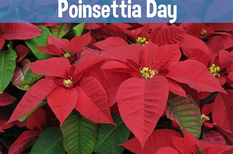 Poinsettia Day