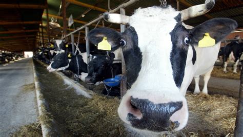 Group ranks 160 organic milk brands; says USDA has failed consumers ...