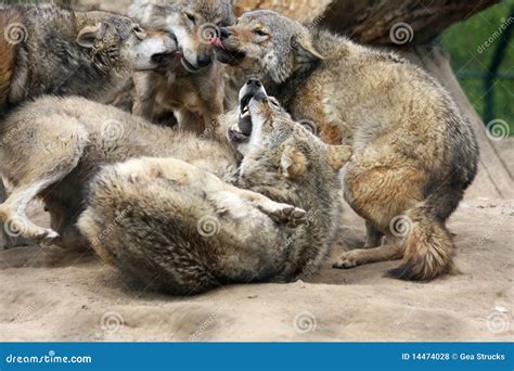 Fighting Wolves Royalty Free Stock Photos - Image: 14474028