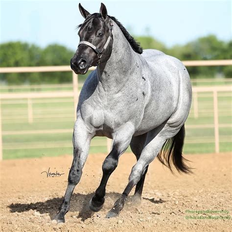 Pin on Horseback Riding